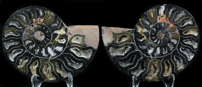 Split Black/Orange Ammonite Pair - Unusual Coloration #29589